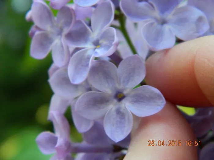 Lilac