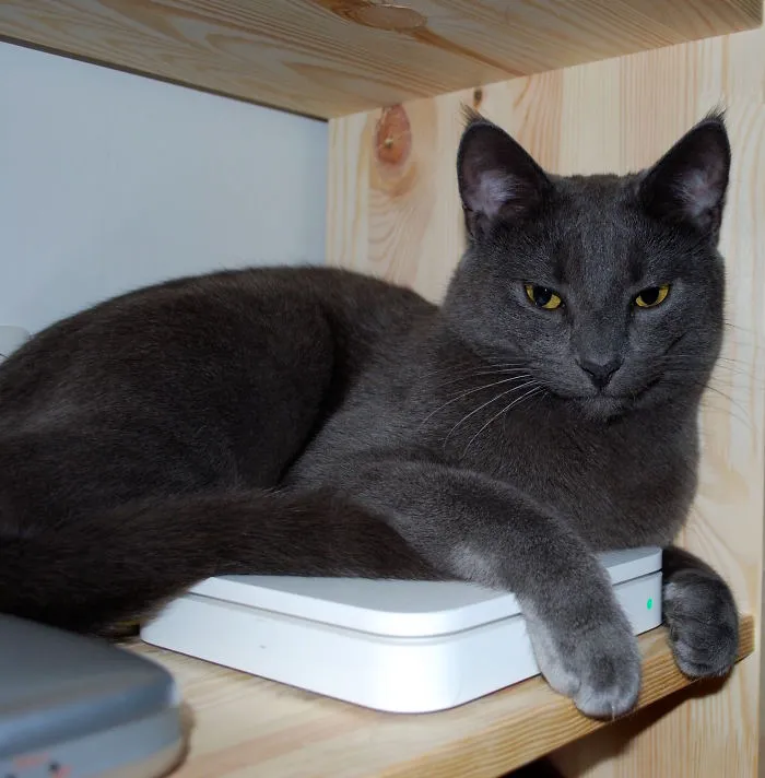 50 Animals That Love Warmth More Than Anything