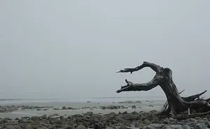 When Driftwood Meets Fog, Amazing Things Happen To Photographs
