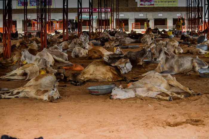 Madhya Pradesh,in.:cows Awaiting Death,poisoned By Plasic,eaten With Food In The Garbage.