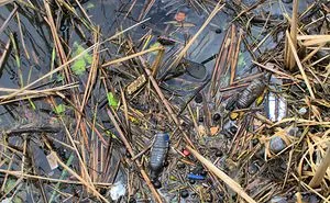 119 Heartbreaking Photos Of Pollution That Will Inspire You To Recycle