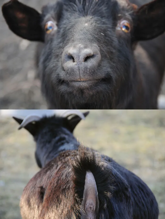 90 Of The Funniest Animal Photobombs Ever