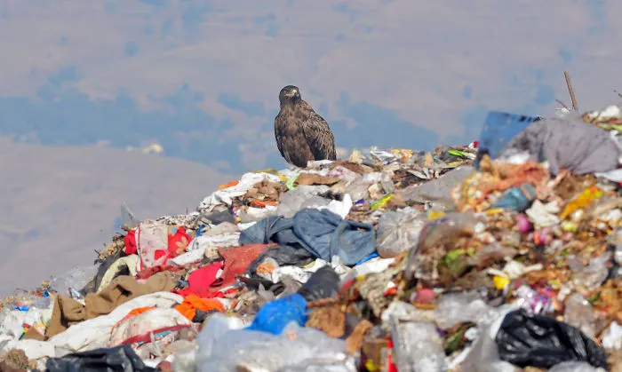 Future Of Wildlife