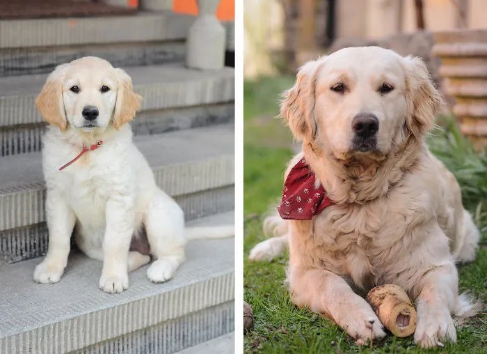 Sheba, 10 Months Ago And Now