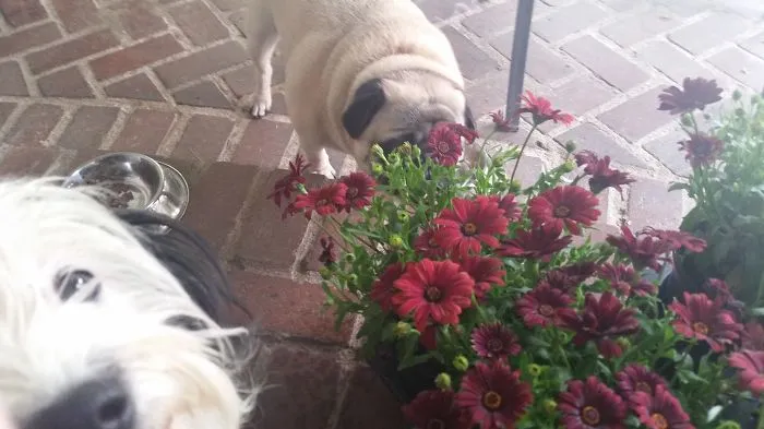 90 Of The Funniest Animal Photobombs Ever