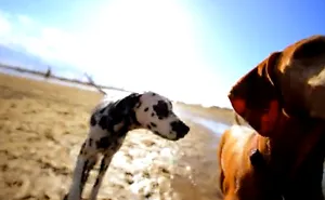 Beautiful Dog Video Footage Using Glide Camera