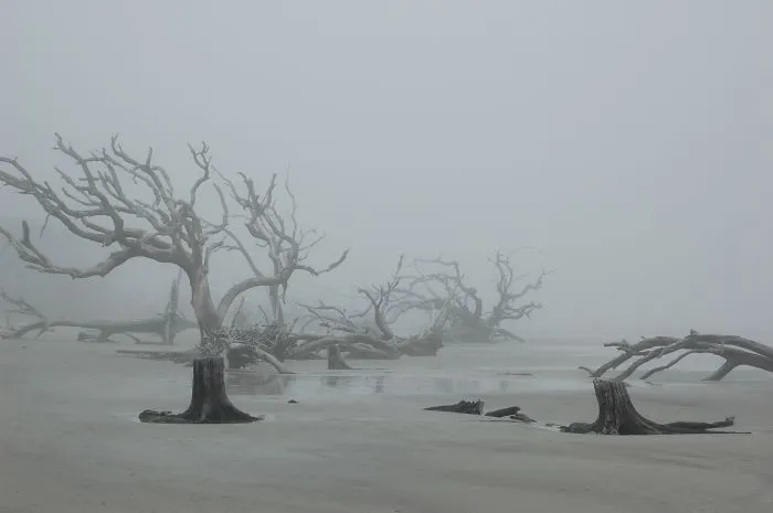 When Driftwood Meets Fog, Amazing Things Happen To Photographs