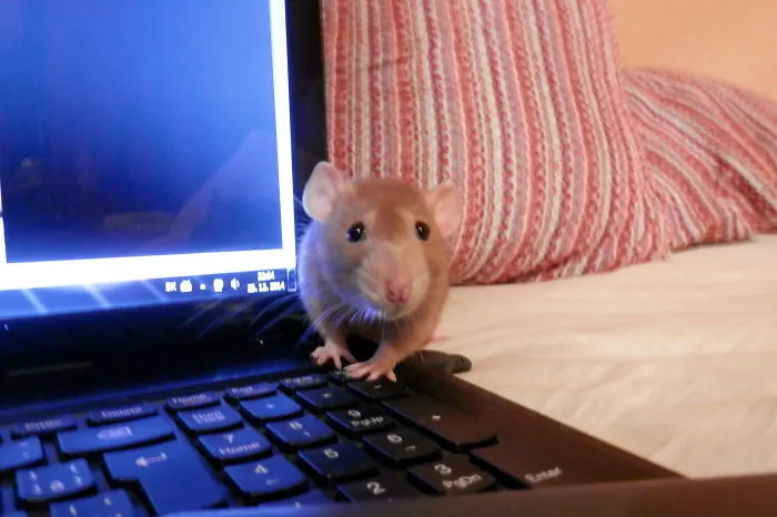 202 Adorable Rat Pics Proving That They Can Be The Cutest Pets Ever