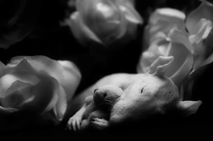 202 Adorable Rat Pics Proving That They Can Be The Cutest Pets Ever
