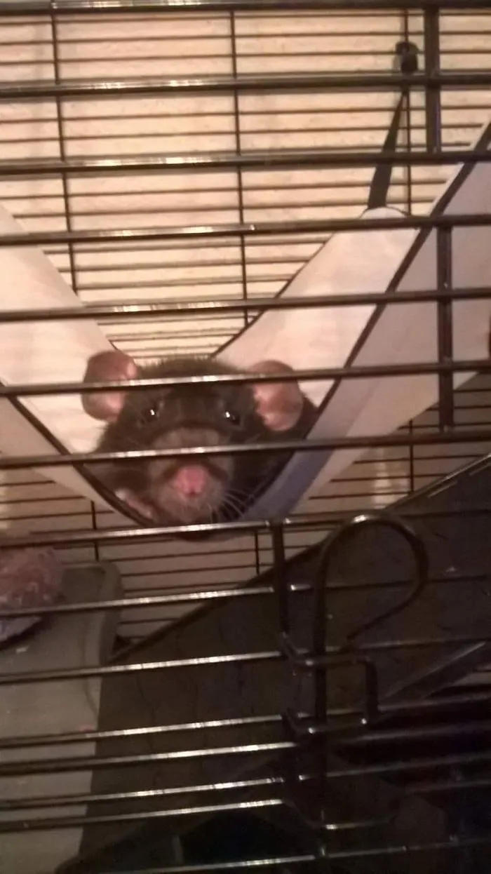 202 Adorable Rat Pics Proving That They Can Be The Cutest Pets Ever