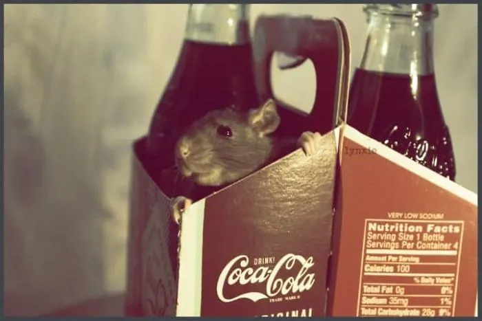 202 Adorable Rat Pics Proving That They Can Be The Cutest Pets Ever