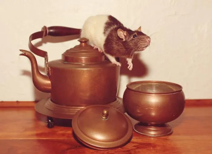 202 Adorable Rat Pics Proving That They Can Be The Cutest Pets Ever