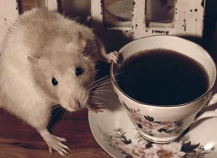 202 Adorable Rat Pics Proving That They Can Be The Cutest Pets Ever