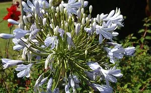 Close Up Flower Photographs