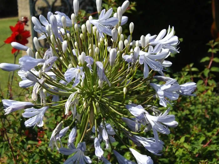 Close Up Flower Photographs