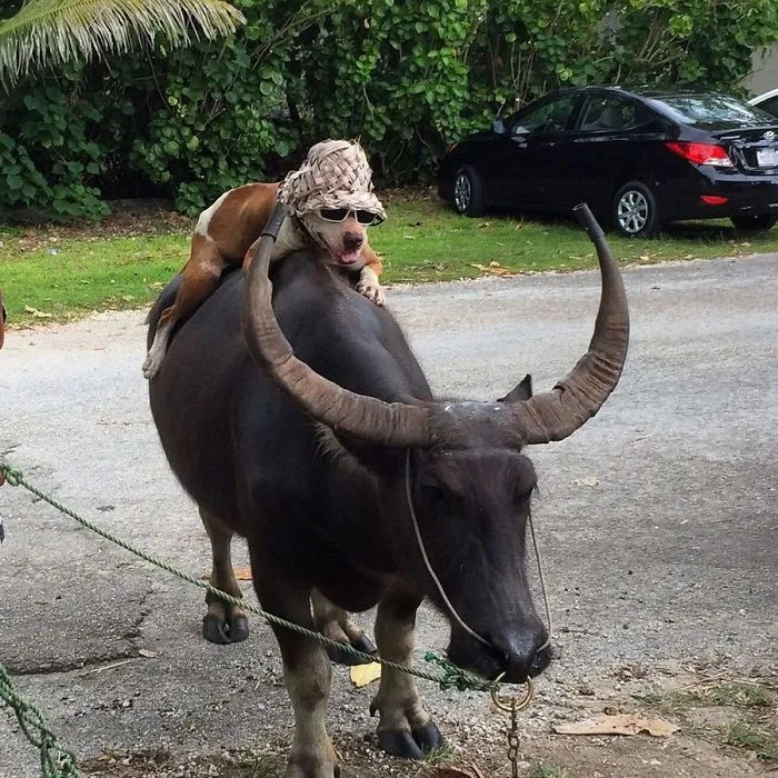Hipster Dog Riding A Water Buffalo