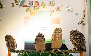 Animal Cafes From Around The World