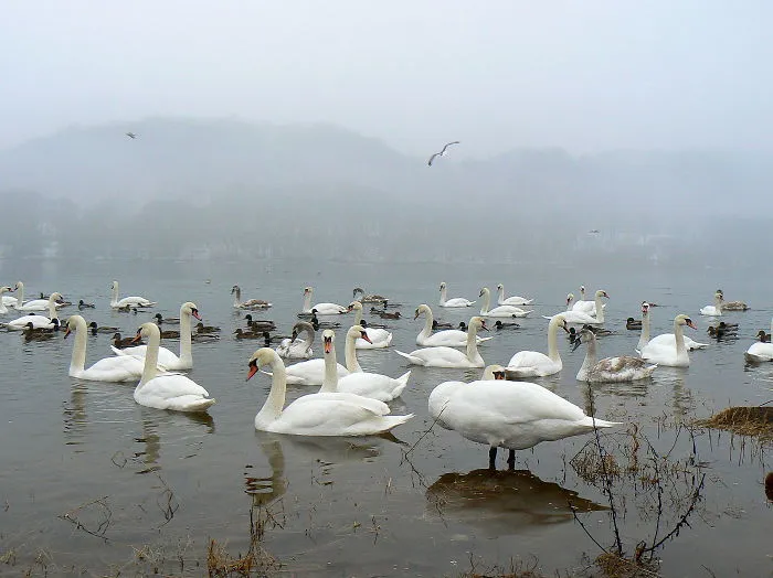 Swans