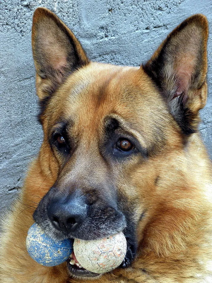 90 Of The Funniest Animal Photobombs Ever