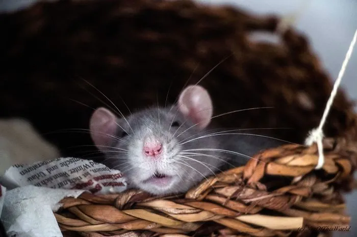 202 Adorable Rat Pics Proving That They Can Be The Cutest Pets Ever