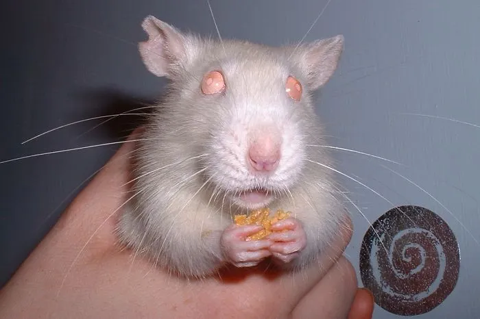 202 Adorable Rat Pics Proving That They Can Be The Cutest Pets Ever