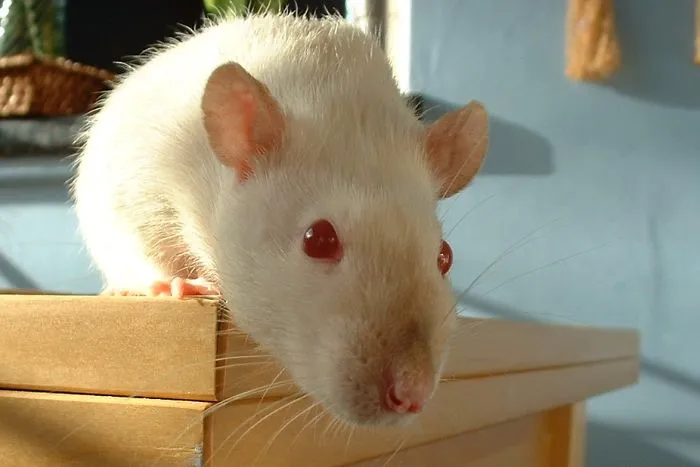 202 Adorable Rat Pics Proving That They Can Be The Cutest Pets Ever