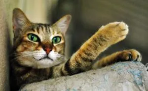 I Photograph Rescue Animals In Bangalore, India
