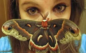 I Bet You've Never Seen Insects That Look Like This!