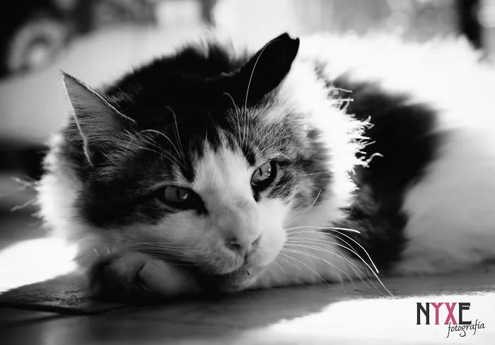 I Photograph The Everyday Life Of My Three Cats.