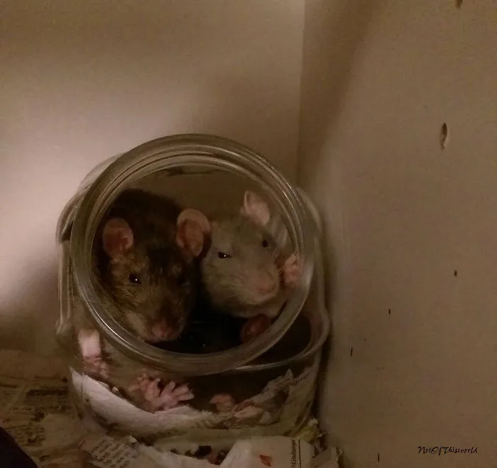 202 Adorable Rat Pics Proving That They Can Be The Cutest Pets Ever