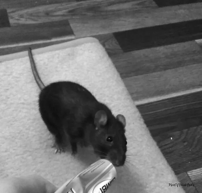 202 Adorable Rat Pics Proving That They Can Be The Cutest Pets Ever