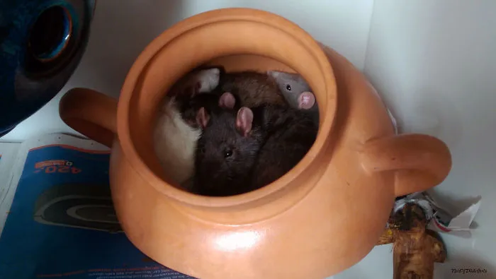202 Adorable Rat Pics Proving That They Can Be The Cutest Pets Ever