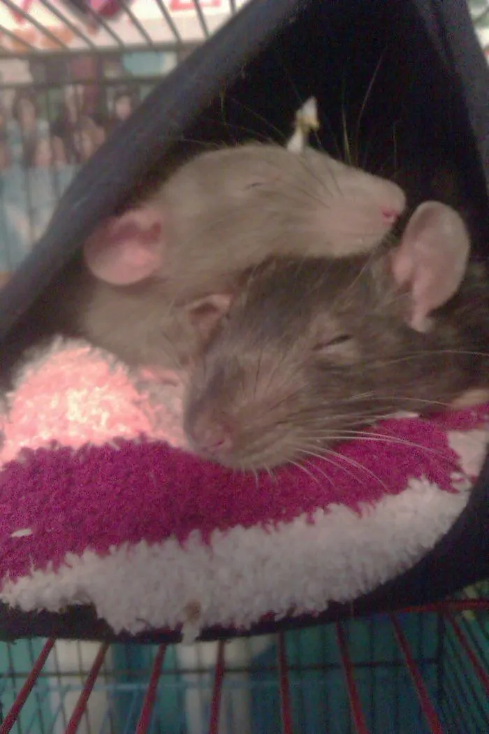 202 Adorable Rat Pics Proving That They Can Be The Cutest Pets Ever