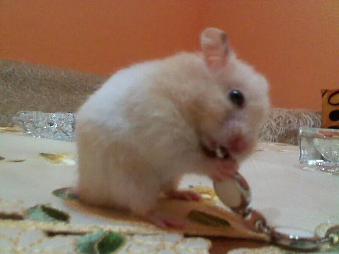 202 Adorable Rat Pics Proving That They Can Be The Cutest Pets Ever
