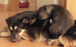 232 Dog Best Friends That Can't Be Separated