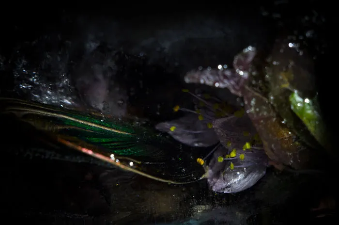 The Mysterious Beauty Of Nature Captured In Ice