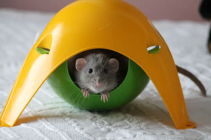 202 Adorable Rat Pics Proving That They Can Be The Cutest Pets Ever