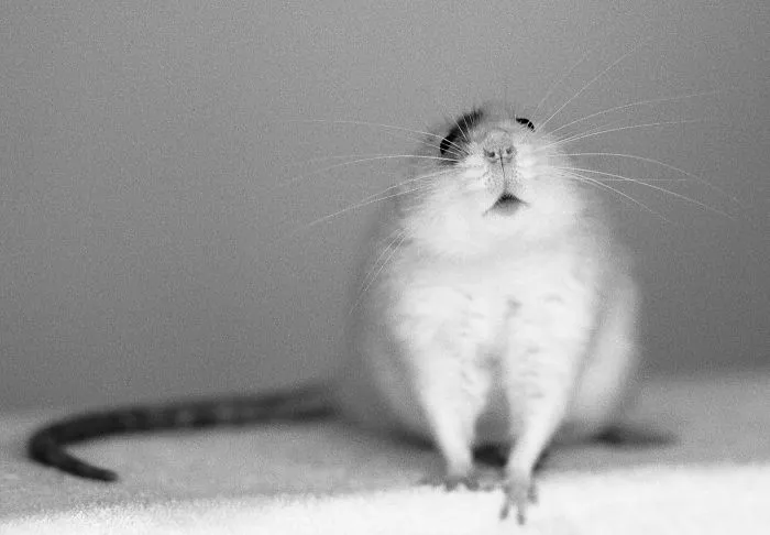 202 Adorable Rat Pics Proving That They Can Be The Cutest Pets Ever