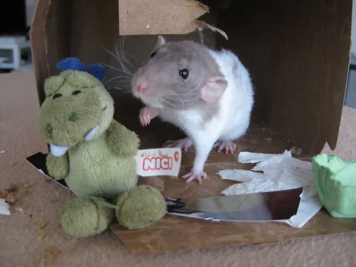 202 Adorable Rat Pics Proving That They Can Be The Cutest Pets Ever