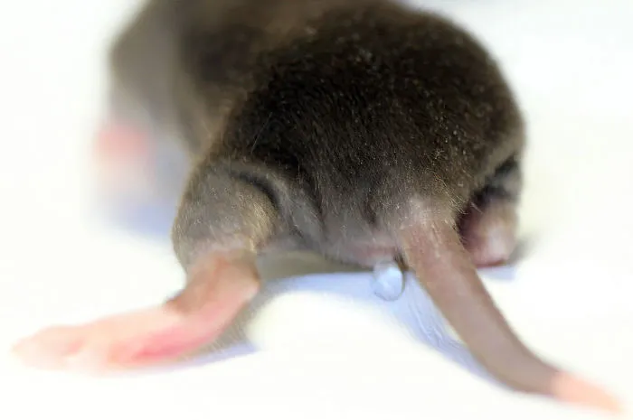 202 Adorable Rat Pics Proving That They Can Be The Cutest Pets Ever