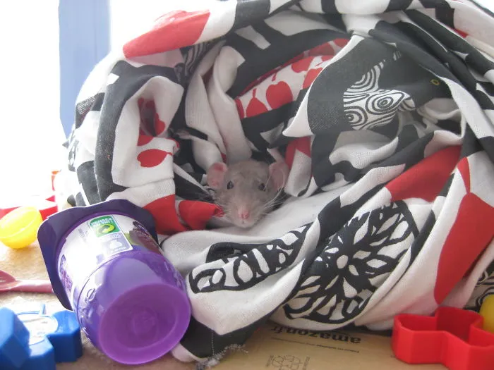 202 Adorable Rat Pics Proving That They Can Be The Cutest Pets Ever