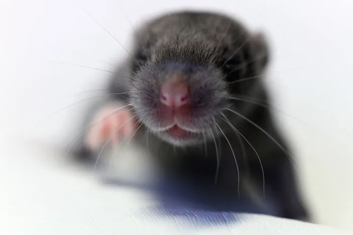 202 Adorable Rat Pics Proving That They Can Be The Cutest Pets Ever