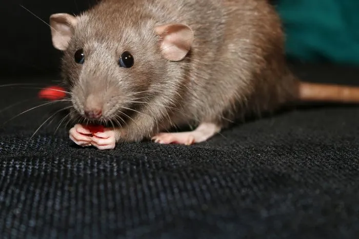 202 Adorable Rat Pics Proving That They Can Be The Cutest Pets Ever