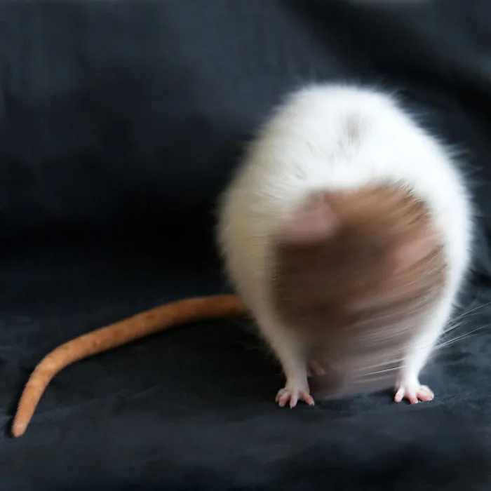 202 Adorable Rat Pics Proving That They Can Be The Cutest Pets Ever