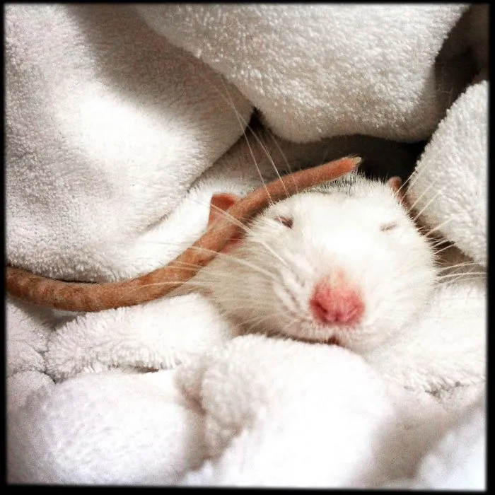202 Adorable Rat Pics Proving That They Can Be The Cutest Pets Ever
