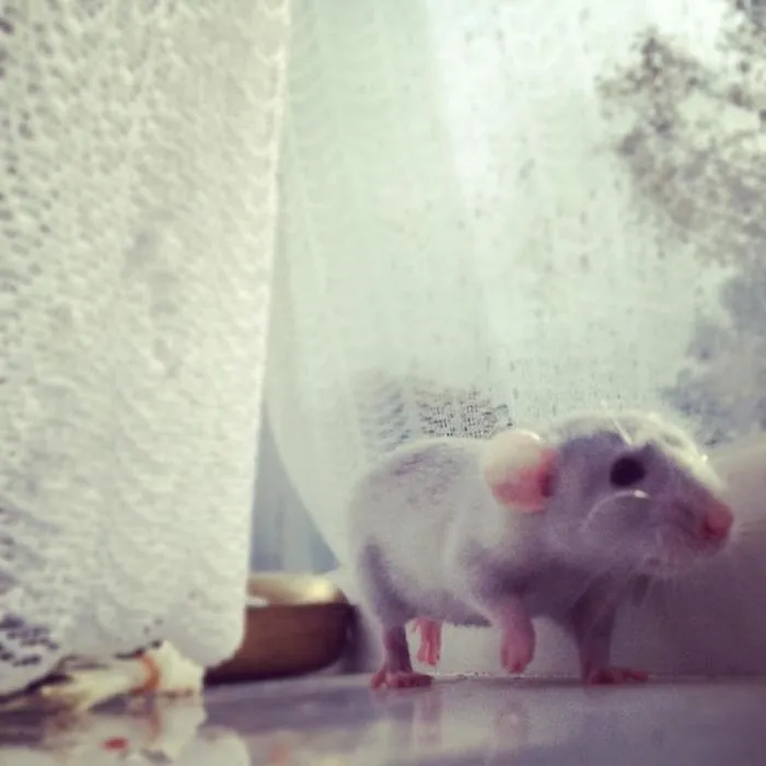 202 Adorable Rat Pics Proving That They Can Be The Cutest Pets Ever