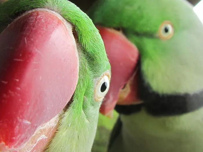 Animal Close Ups