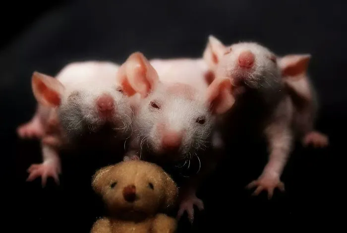 202 Adorable Rat Pics Proving That They Can Be The Cutest Pets Ever