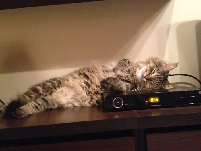 50 Animals That Love Warmth More Than Anything