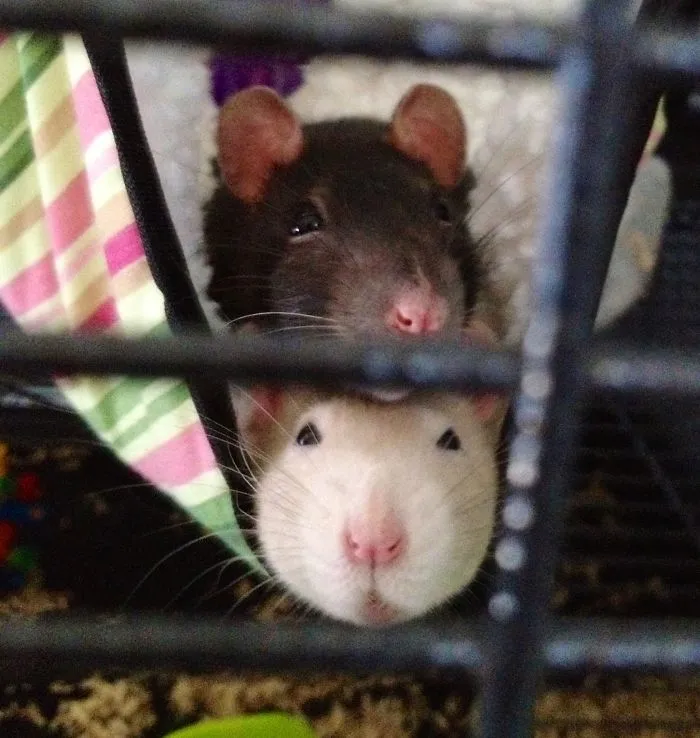 202 Adorable Rat Pics Proving That They Can Be The Cutest Pets Ever
